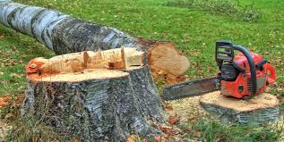 Tree and Shrub Care in Poulsbo, WA
