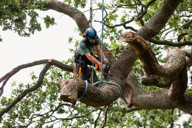 Best Arborist Consultation Services  in Poulsbo, WA