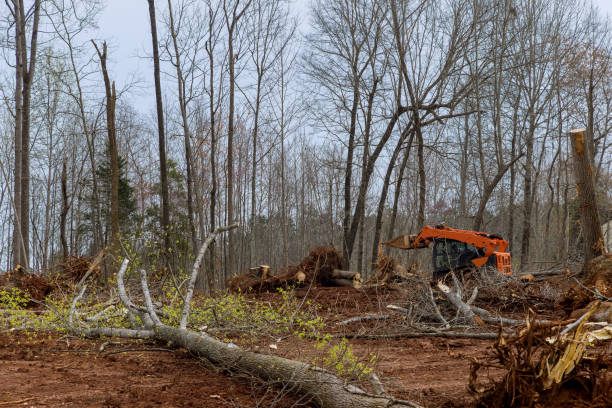 Best Emergency Tree Removal  in Poulsbo, WA