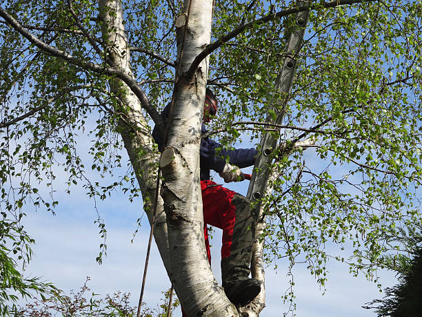 Professional Tree Care in Poulsbo, WA