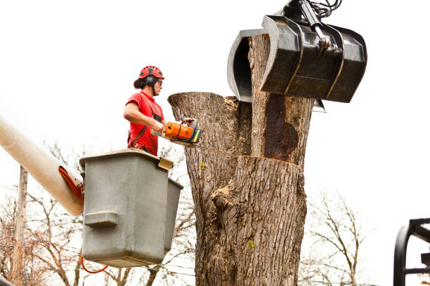 Best Tree Removal  in Poulsbo, WA