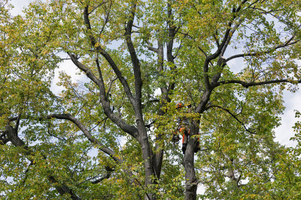 How Our Tree Care Process Works  in  Poulsbo, WA